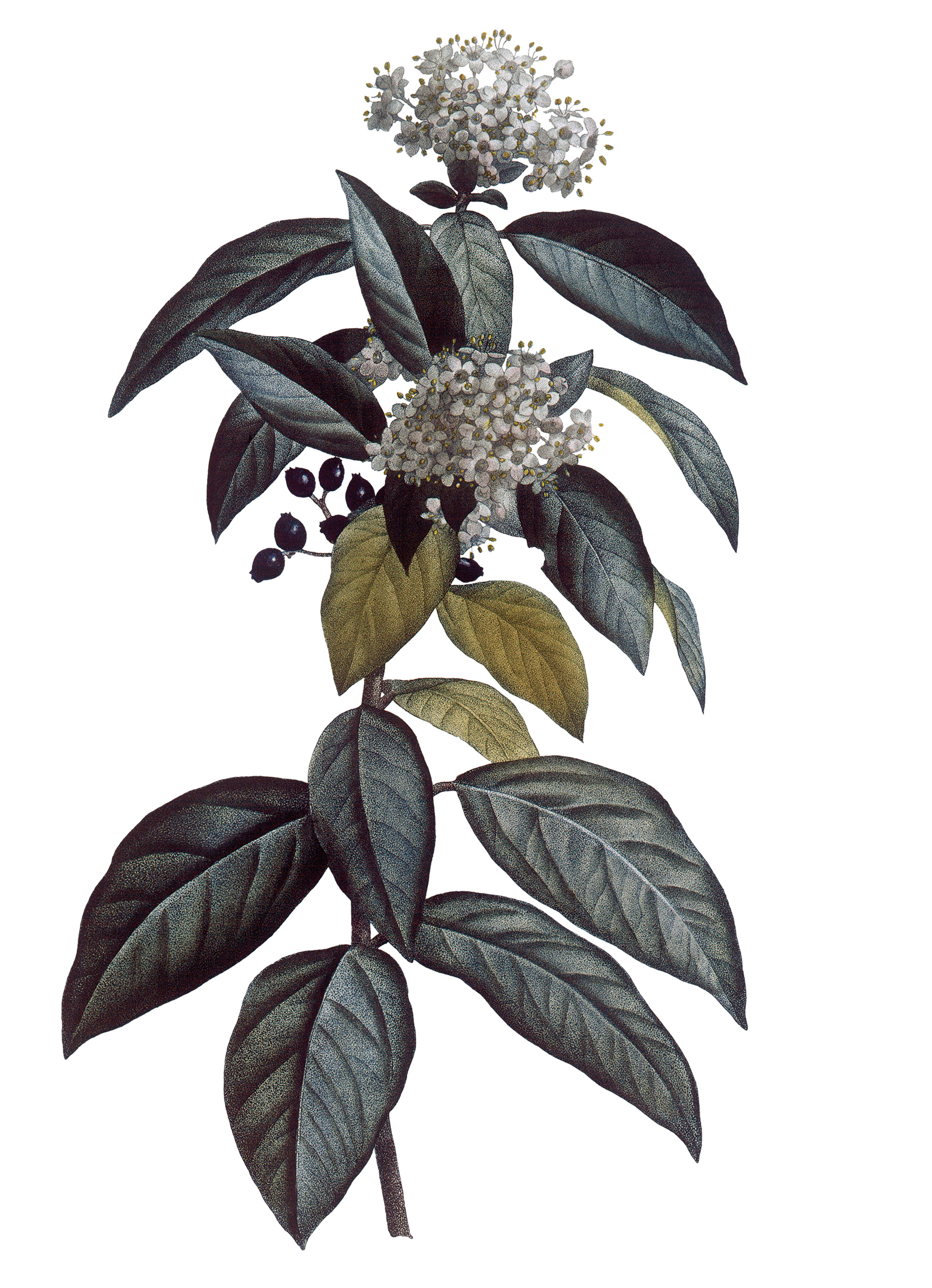 Βιβούρνο: Αρωμα… Ρωμαϊκής Αυτοκρατορίας-1