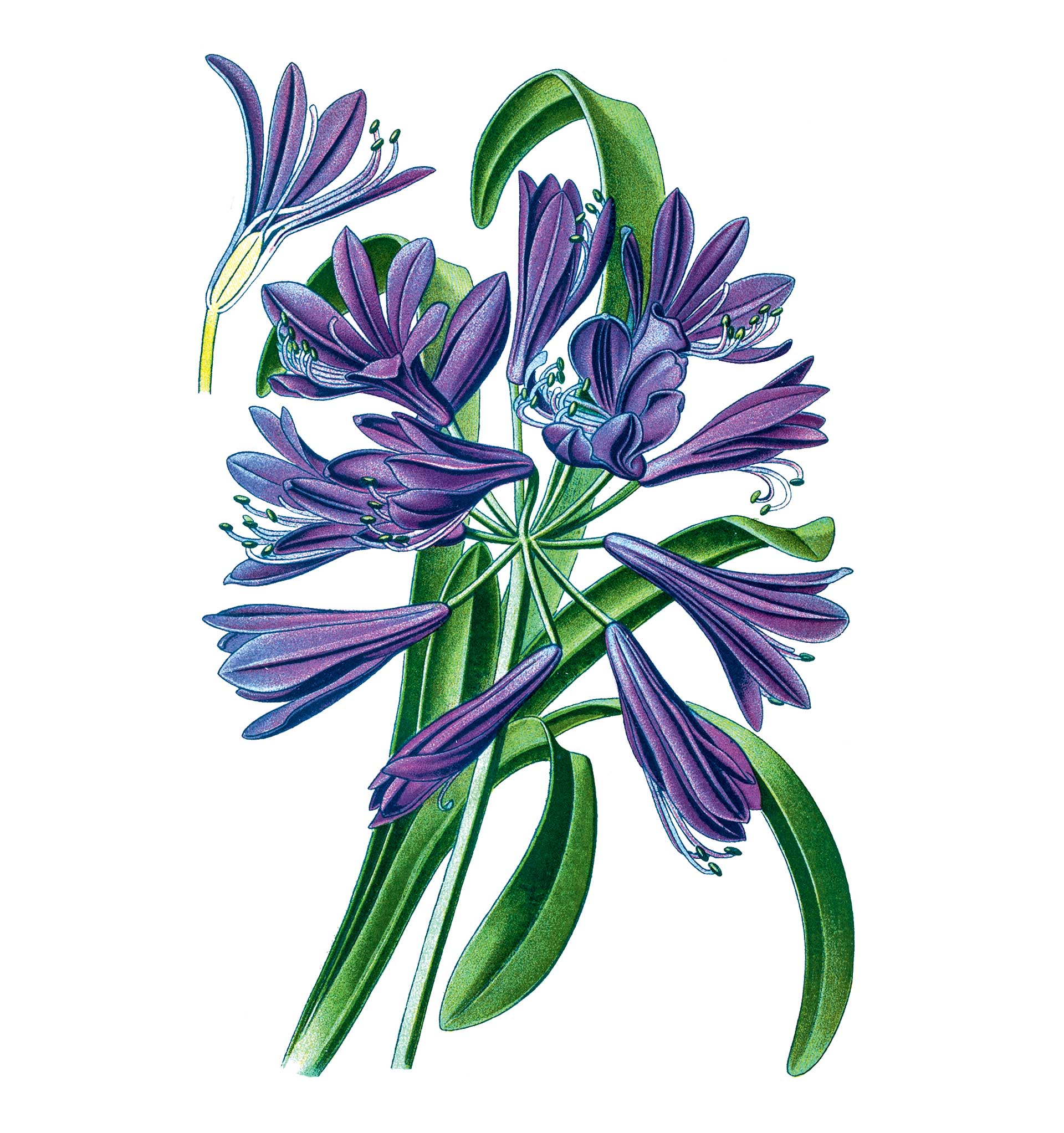 Αγάπανθος: Απολαμβάνει τη φήμη του ερωτικού φίλτρου-1