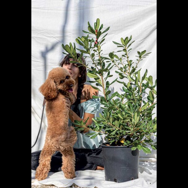 αγγελική-σε-γλάστρα-πολλά-πλεονεκτήμ-563624689