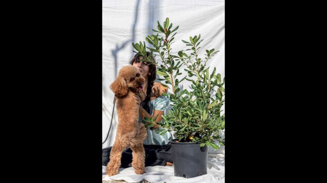 αγγελική-σε-γλάστρα-πολλά-πλεονεκτήμ-563624689