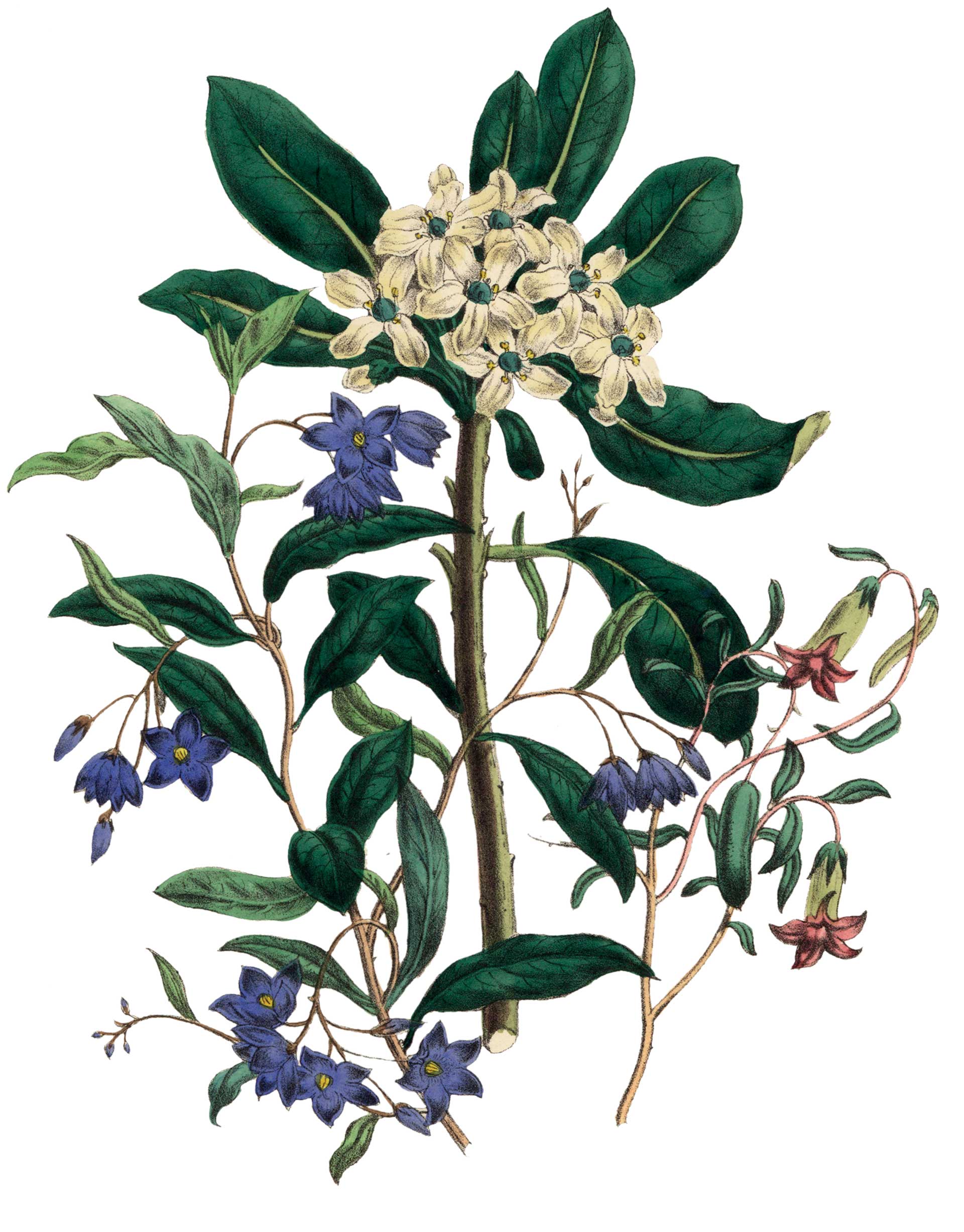 Αγγελική σε γλάστρα: Πολλά πλεονεκτήματα-1