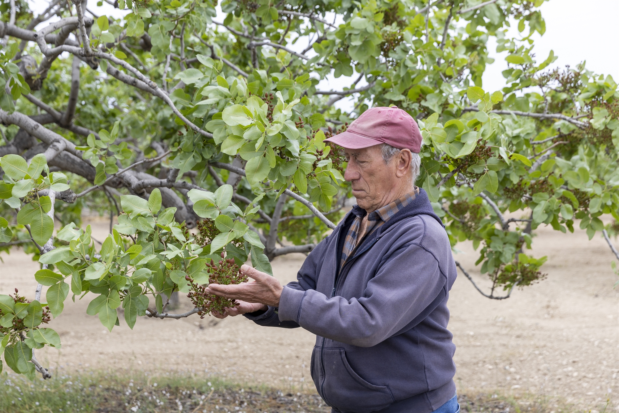 Θα σώσει το Ντουμπάι τις φιστικιές;-2