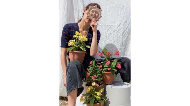 αγκάθι-του-χριστού-φυτό-καλορίζικο-563624716