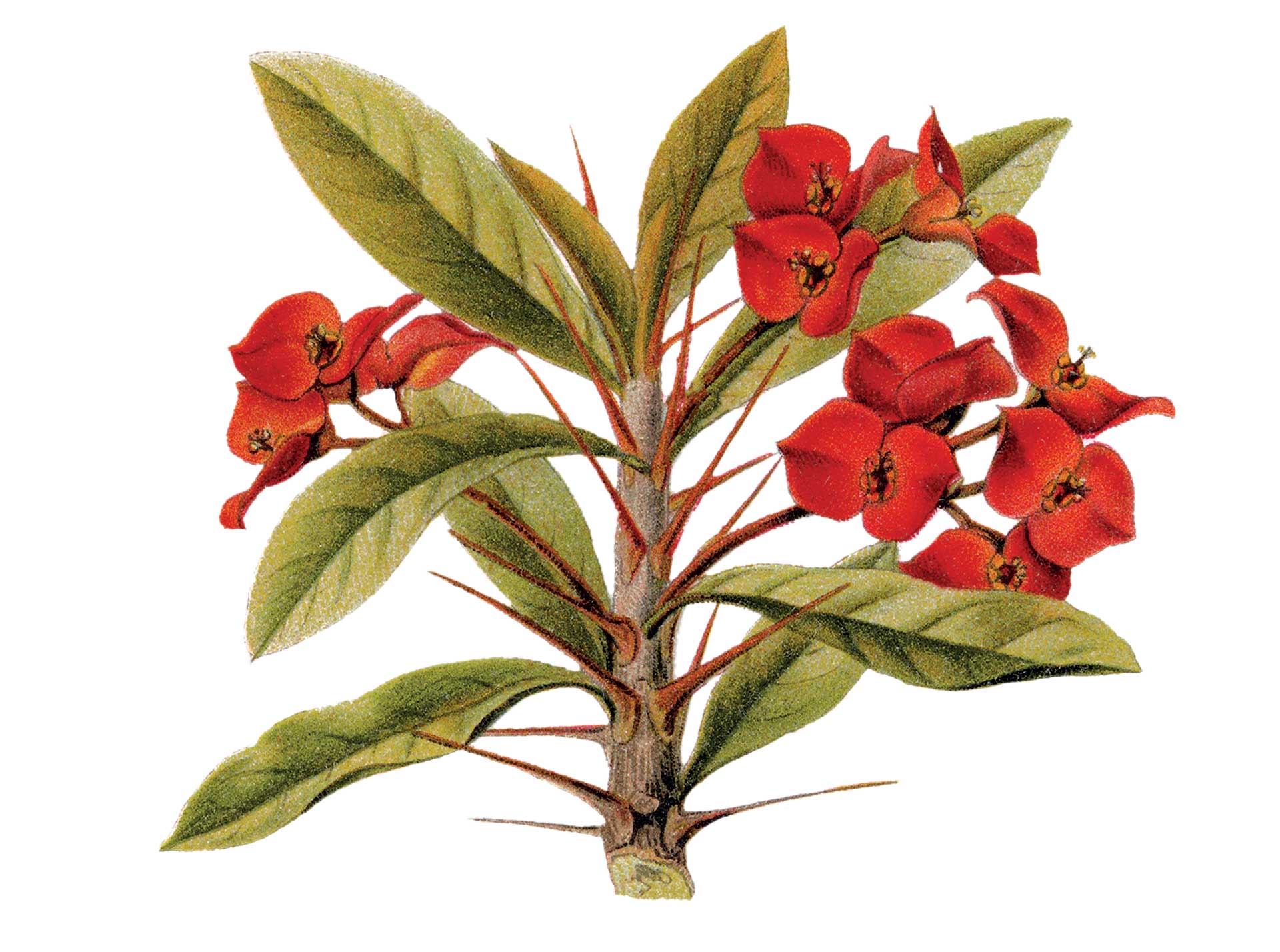 Αγκάθι του Χριστού: Φυτό καλορίζικο-1