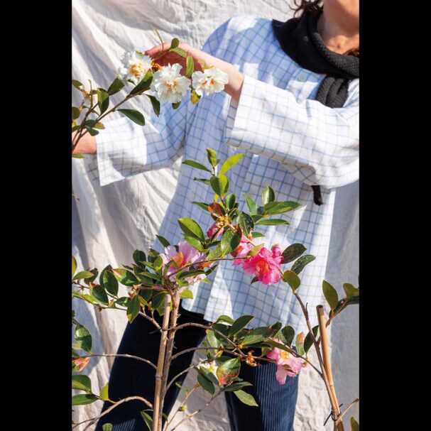 αγριοκαμέλια-camellia-japonica-χαλαρή-και-αέρινη-563624752