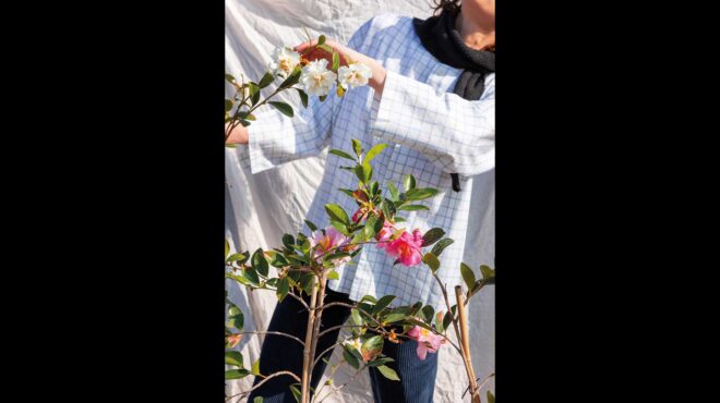 αγριοκαμέλια-camellia-japonica-χαλαρή-και-αέρινη-563624752