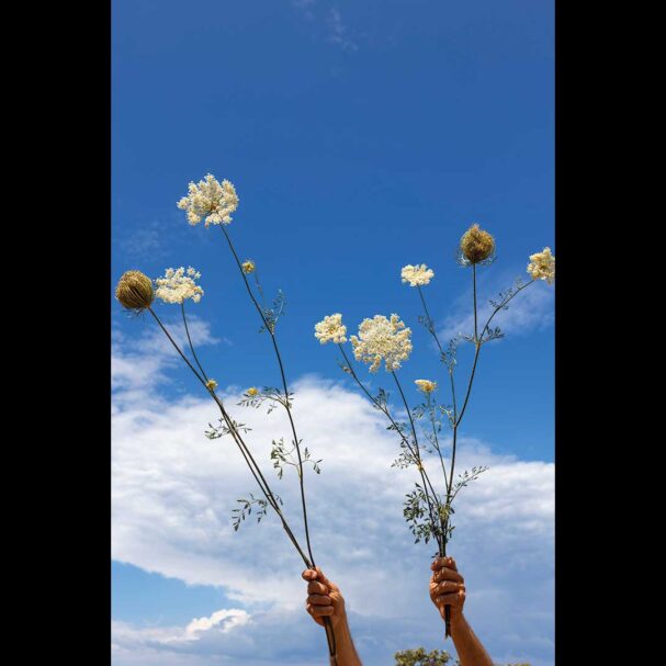 αγριο-καρότο-ενα-κομψό-ζιζάνιο-για-τ-563624767