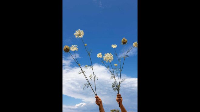 αγριο-καρότο-ενα-κομψό-ζιζάνιο-για-τ-563624767
