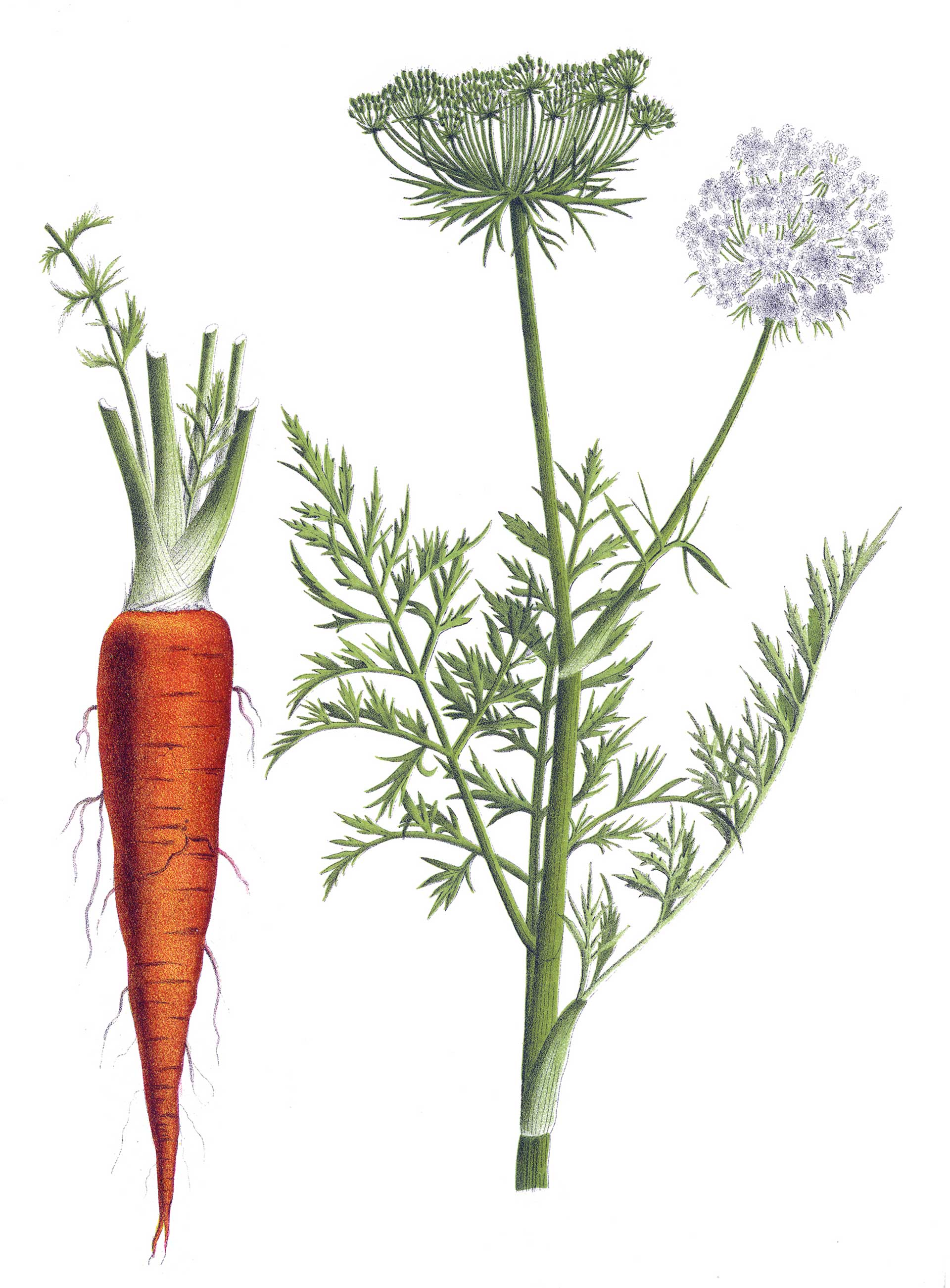 Αγριο καρότο: Ενα κομψό «ζιζάνιο» για το… βάζο-1