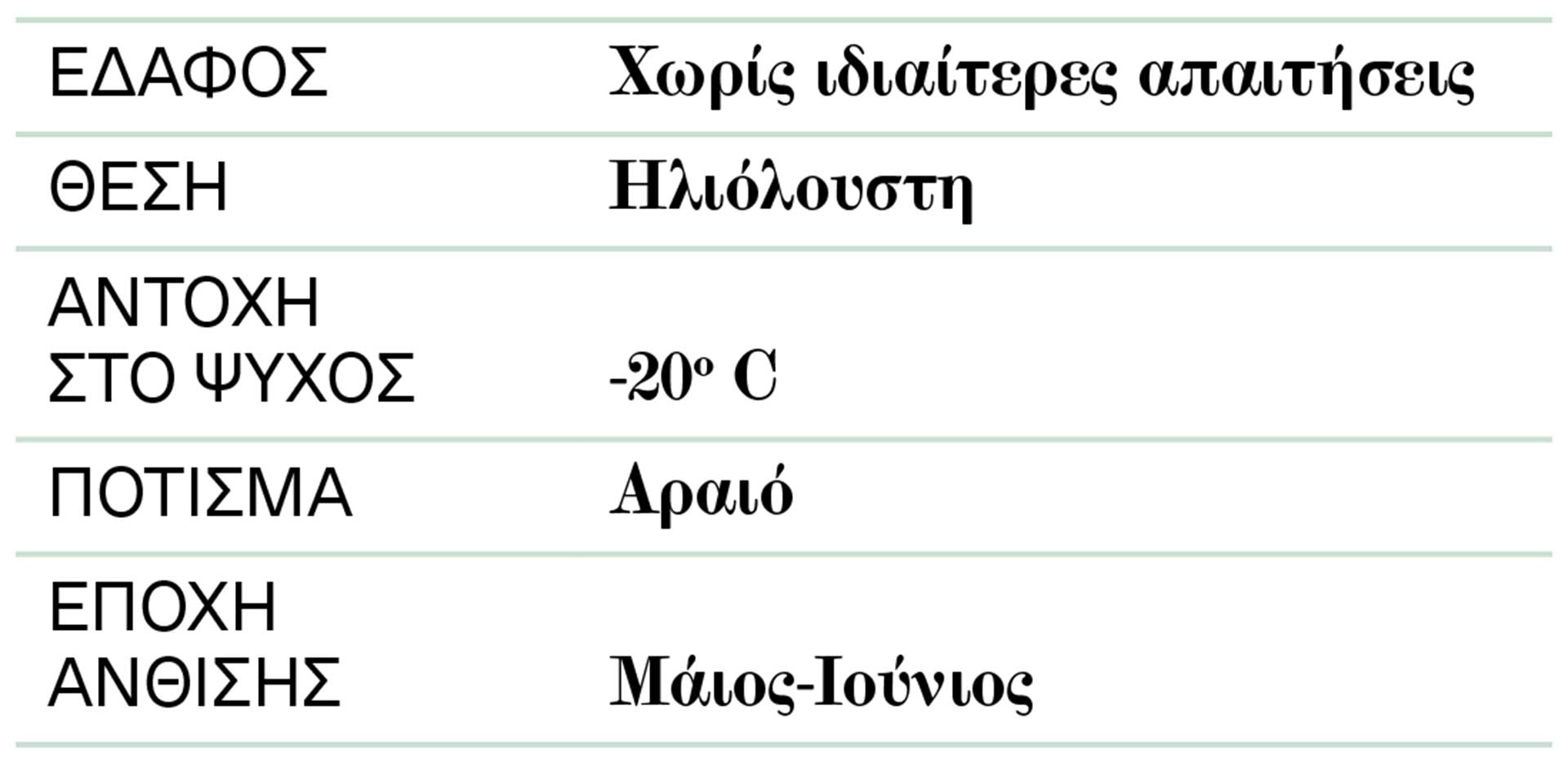 Αγριο καρότο: Ενα κομψό «ζιζάνιο» για το… βάζο-2