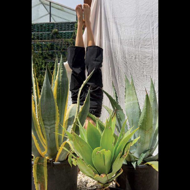 το-αθάνατο-παχύφυτο-563624791