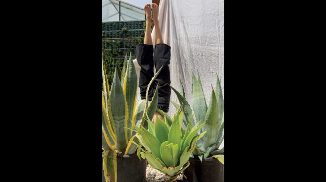 το-αθάνατο-παχύφυτο-563624791