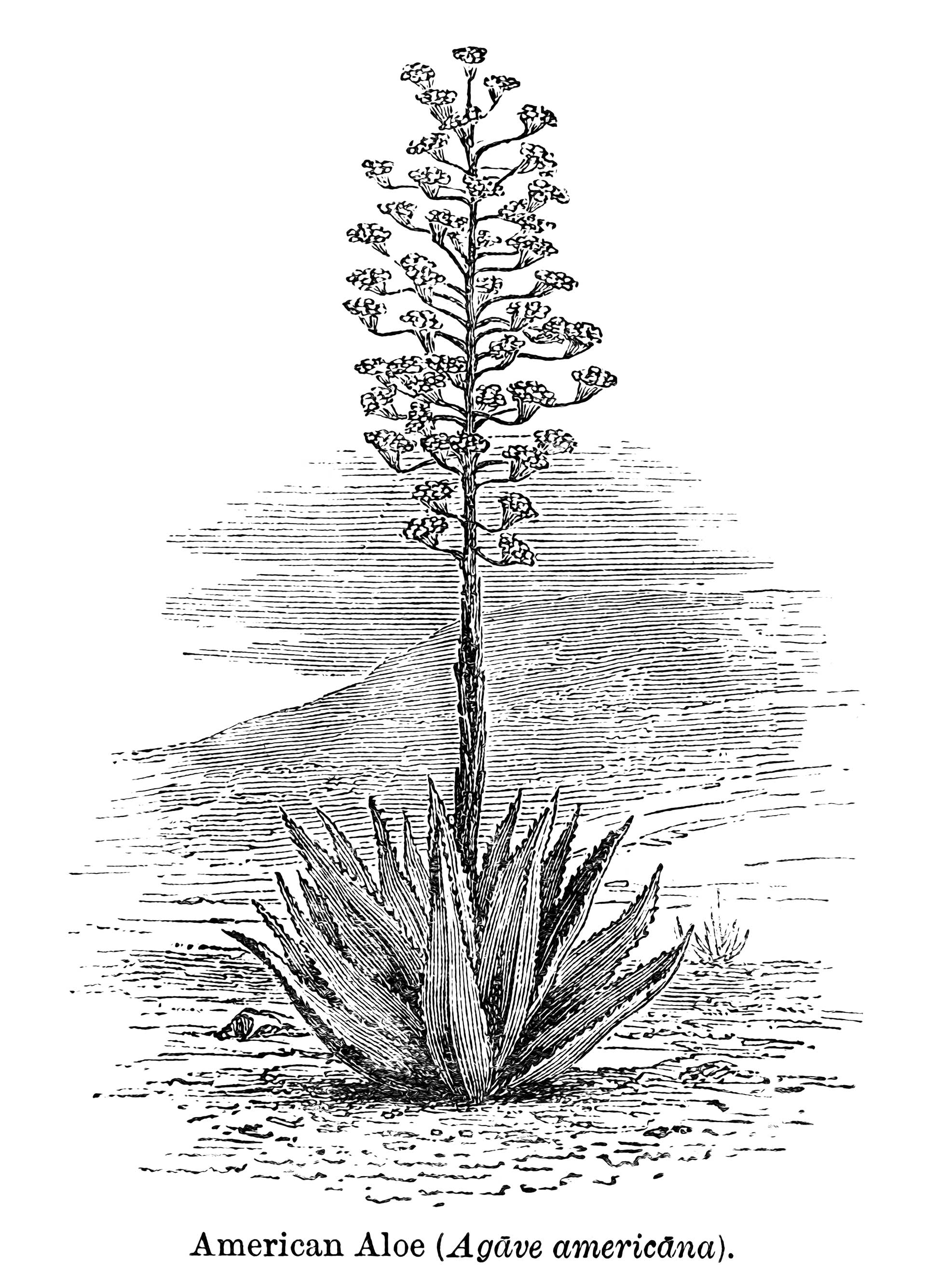 Το «Αθάνατο» παχύφυτο-1