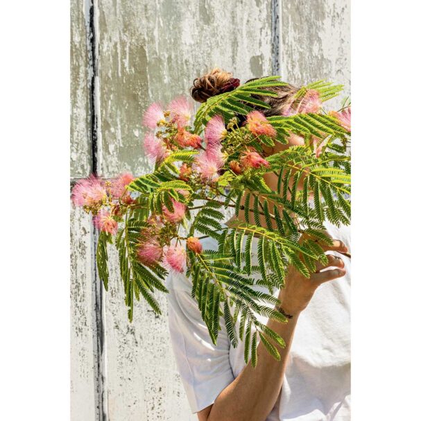 ακακία-δέντρο-μαγικό-κρατάει-μακριά-τ-563624818