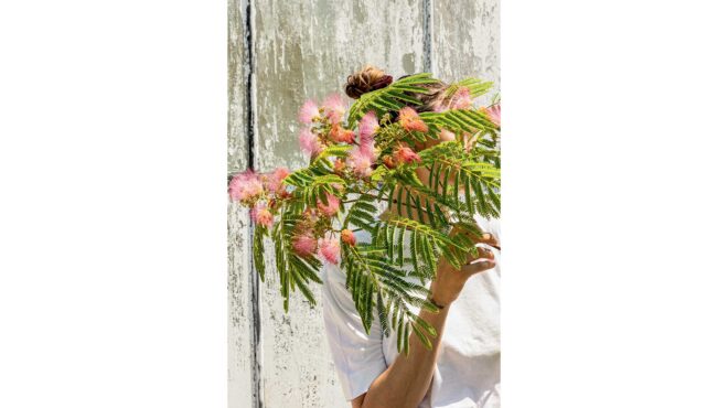 ακακία-δέντρο-μαγικό-κρατάει-μακριά-τ-563624818