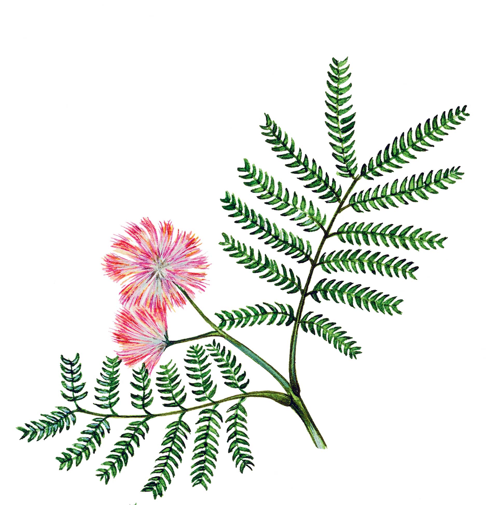 Ακακία: Δέντρο μαγικό, κρατάει μακριά την κακία των ανθρώπων-1