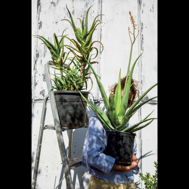 αλόη-θαυματουργή-563624836