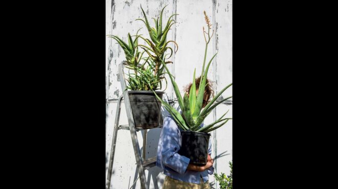 αλόη-θαυματουργή-563624836