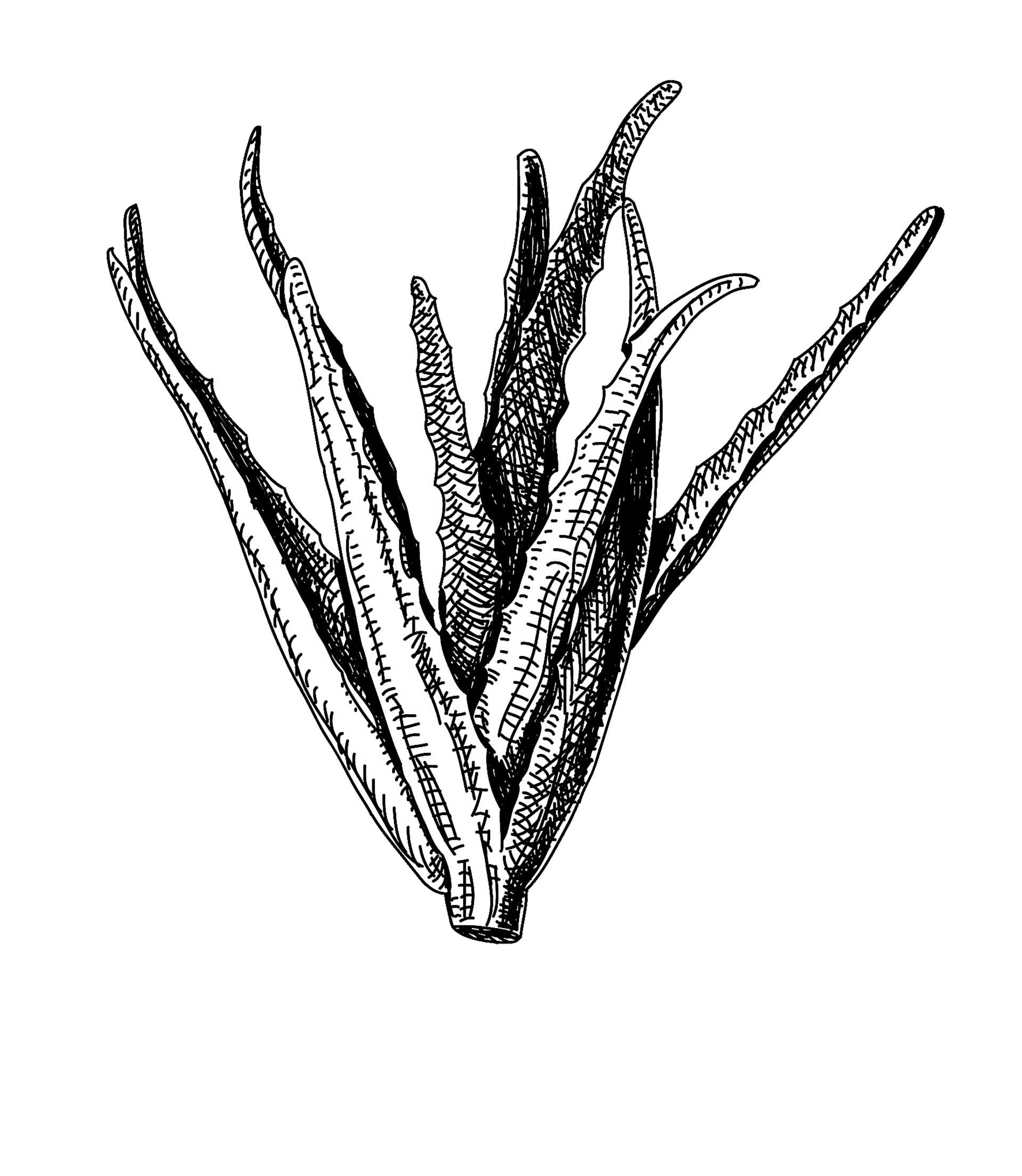 Αλόη: Θαυματουργή-1