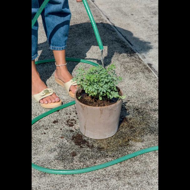 απήγανος-αναφροδισιακό-φυτό-ξορκίζε-563624872