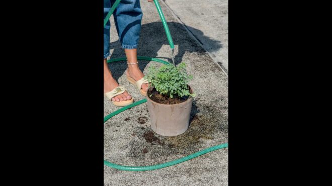 απήγανος-αναφροδισιακό-φυτό-ξορκίζε-563624872