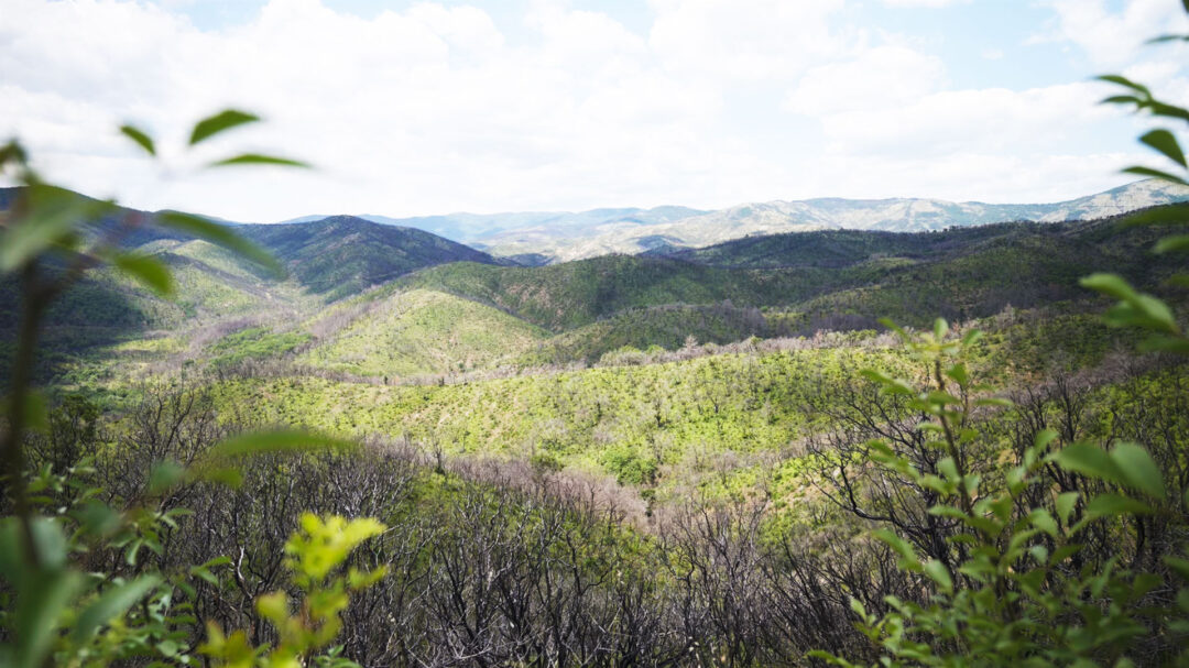 η-ελπίδα-γεννιέται-στη-δαδιά-η-κ-επ-563643325