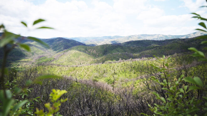 η-ελπίδα-γεννιέται-στη-δαδιά-η-κ-επ-563643325