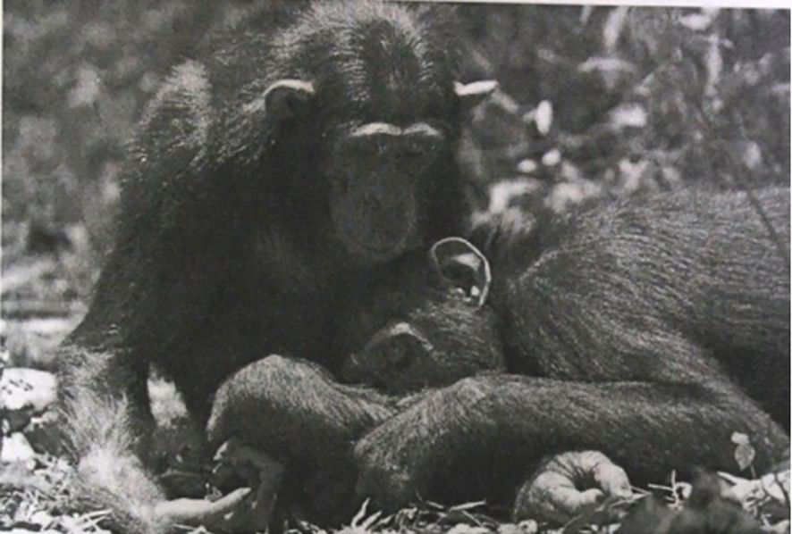 Τα 23 γιατροσόφια των χιμπατζήδων και οι συνήθειες μετά το σεξ-1