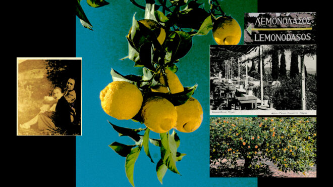 τα-στρεσαρισμένα-έλατα-563619913