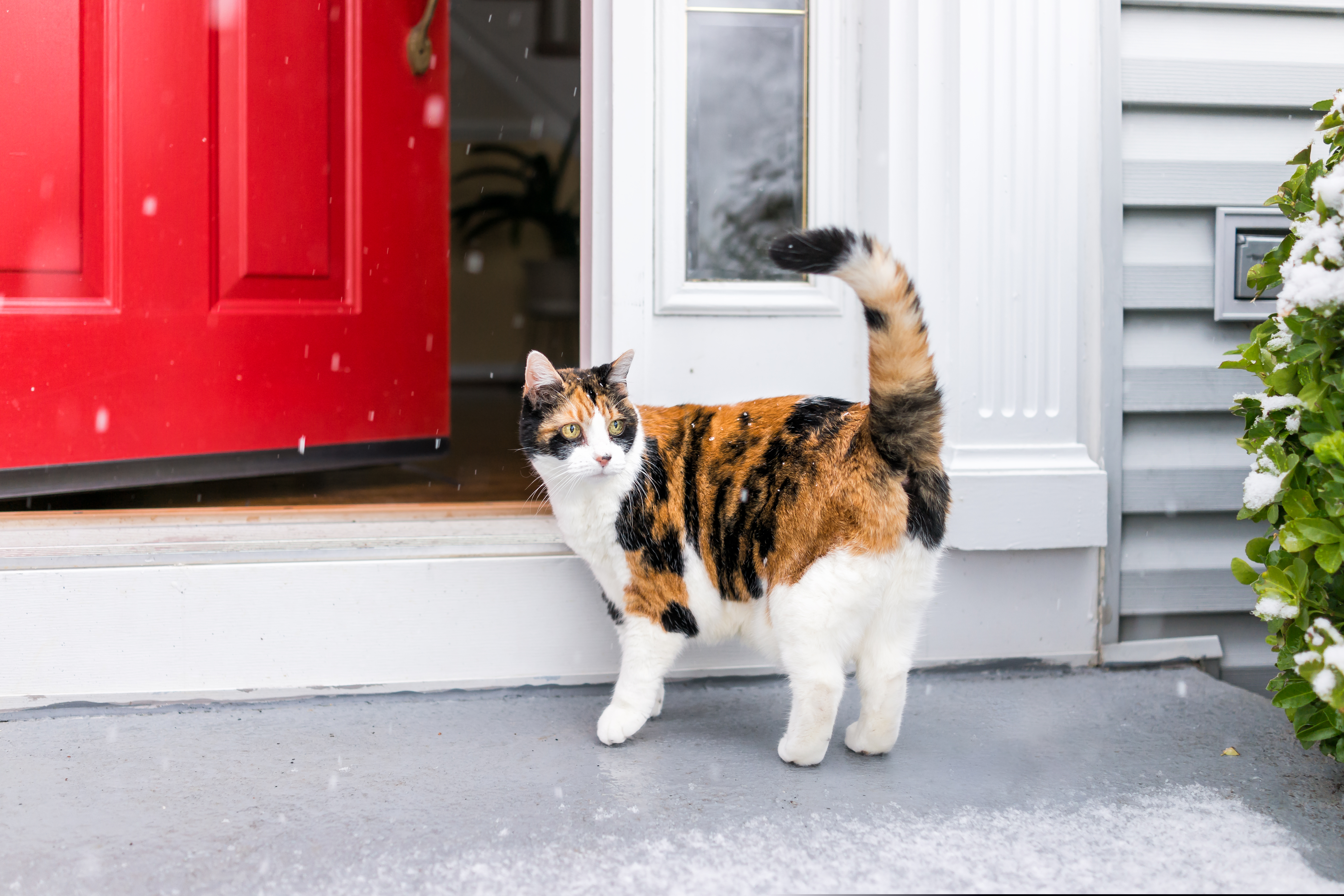 Το πάθος ενός Ιάπωνα έλυσε το μυστήριο των τζίντζερ γάτων-2