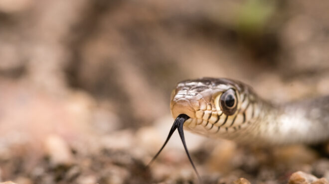 ινδία-δεκάδες-μαθητές-ασθένησαν-μετά-563590516