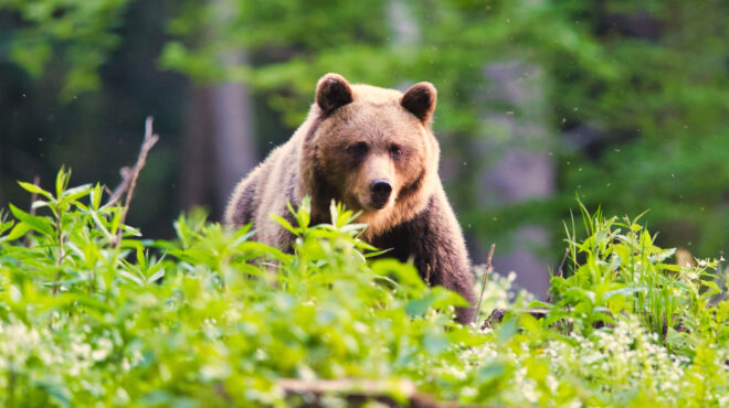 σλοβακία-προσεχώς-μπριζόλες-αρκούδα-563636425