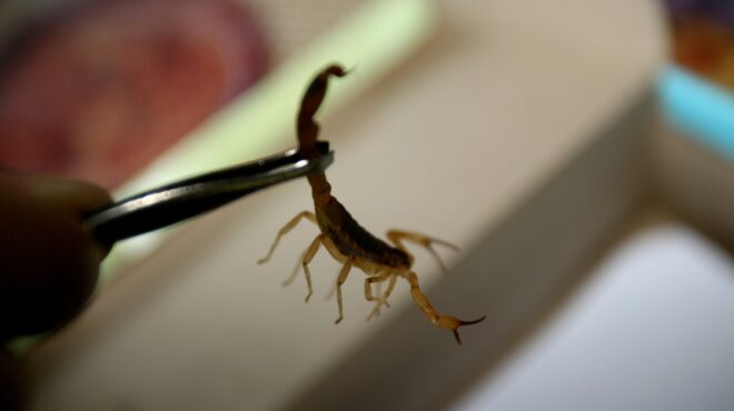 βραζιλία-εξαρθρώθηκε-συμμορία-που-στ-563607343