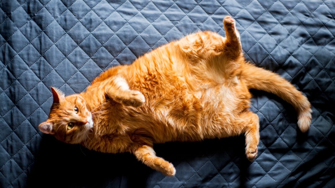 το-πάθος-ενός-ιάπωνα-έλυσε-το-μυστήριο-563615476