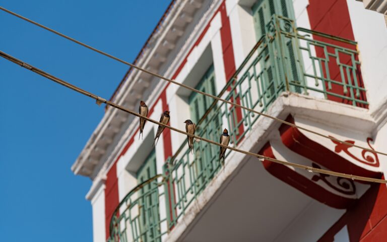 Εσείς πότε είδατε τελευταία φορά χελιδόνια;-5