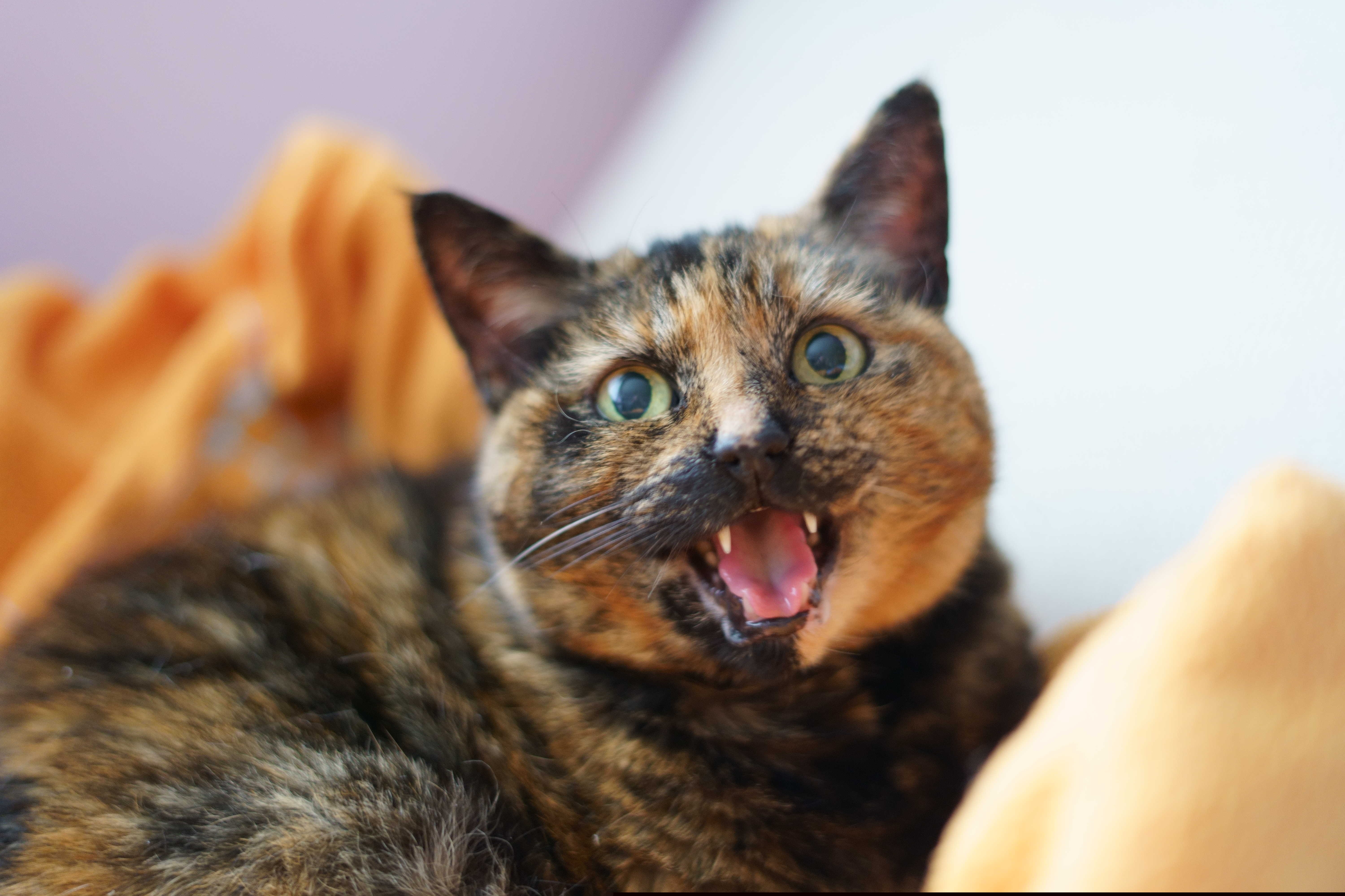 Το πάθος ενός Ιάπωνα έλυσε το μυστήριο των τζίντζερ γάτων-4