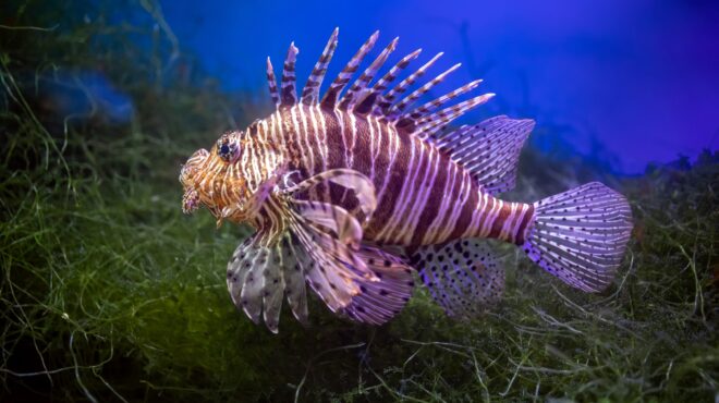 καρχαρίες-και-σαλάχια-από-τη-μαύρη-αγο-563603674