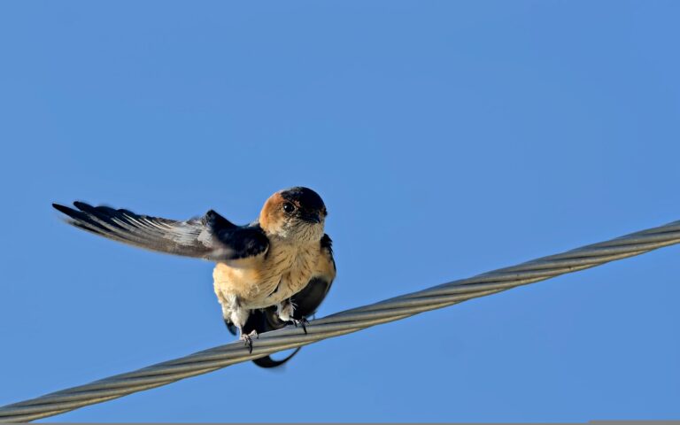 Εσείς πότε είδατε τελευταία φορά χελιδόνια;-2