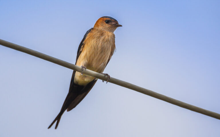 Εσείς πότε είδατε τελευταία φορά χελιδόνια;-4