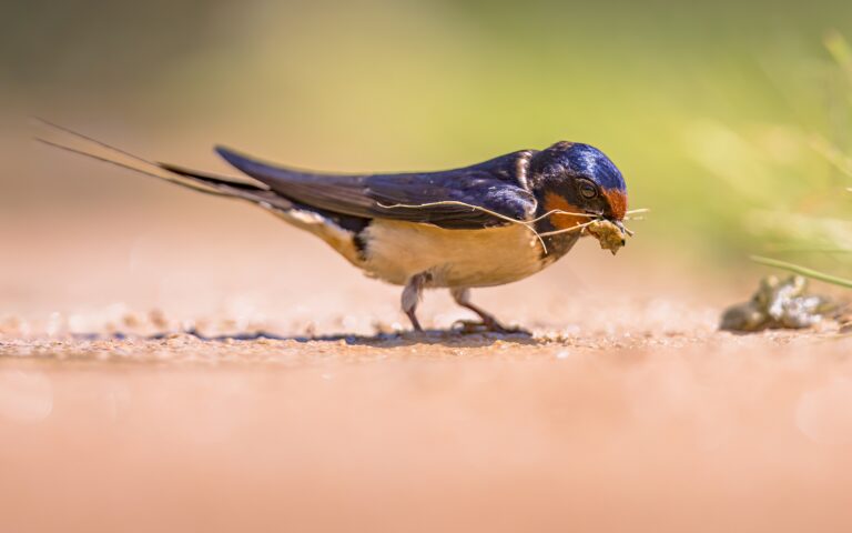Εσείς πότε είδατε τελευταία φορά χελιδόνια;-3