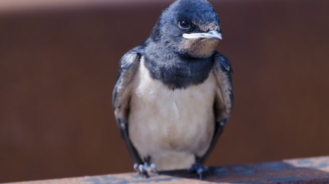 το-λεμονοδάσος-του-σεφέρη-και-της-γκρέ-563595628