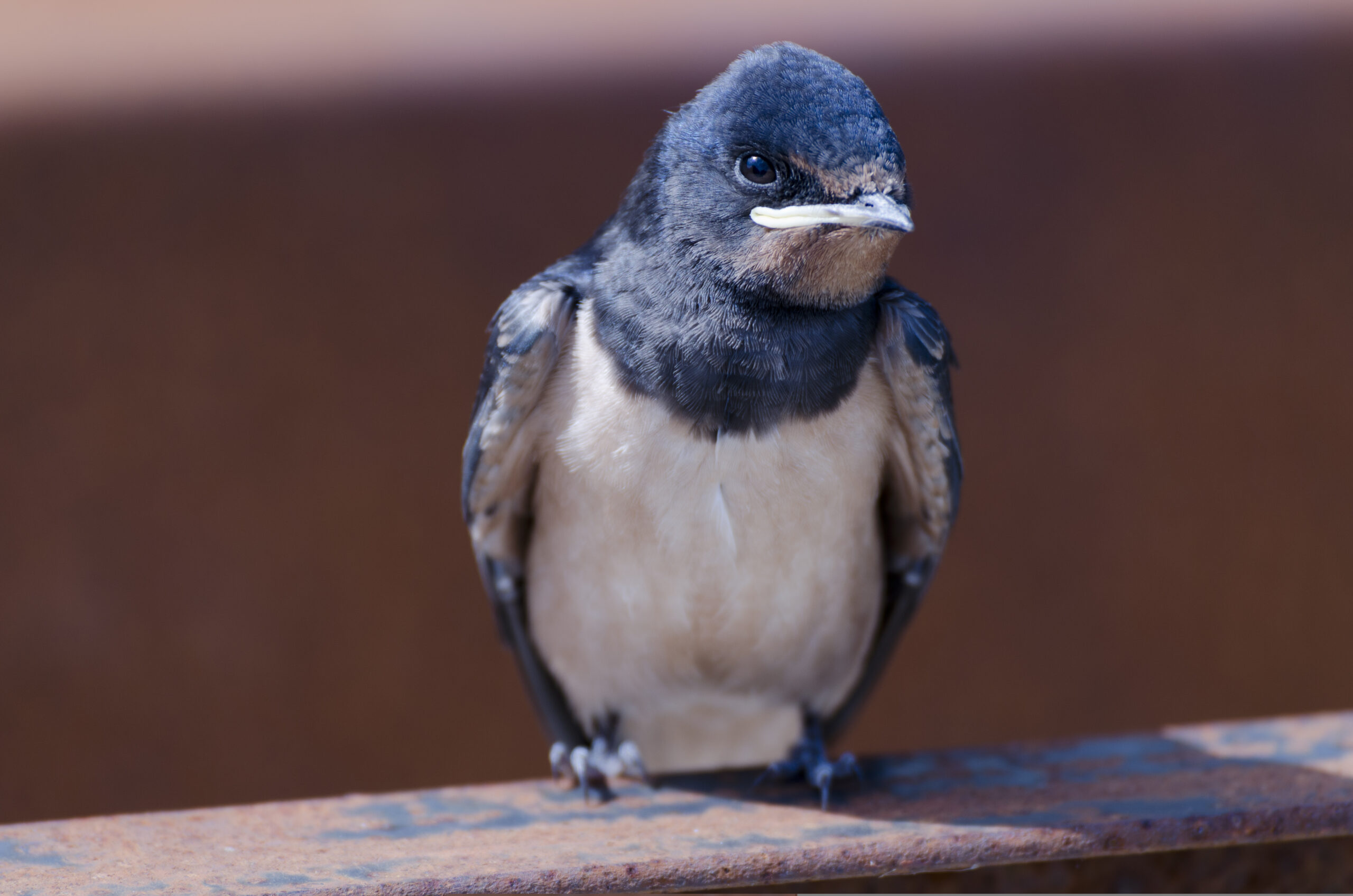 εσείς-πότε-είδατε-τελευταία-φορά-χελι-563595628