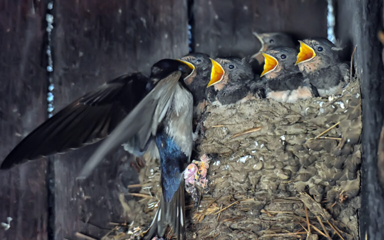 Εσείς πότε είδατε τελευταία φορά χελιδόνια;-1
