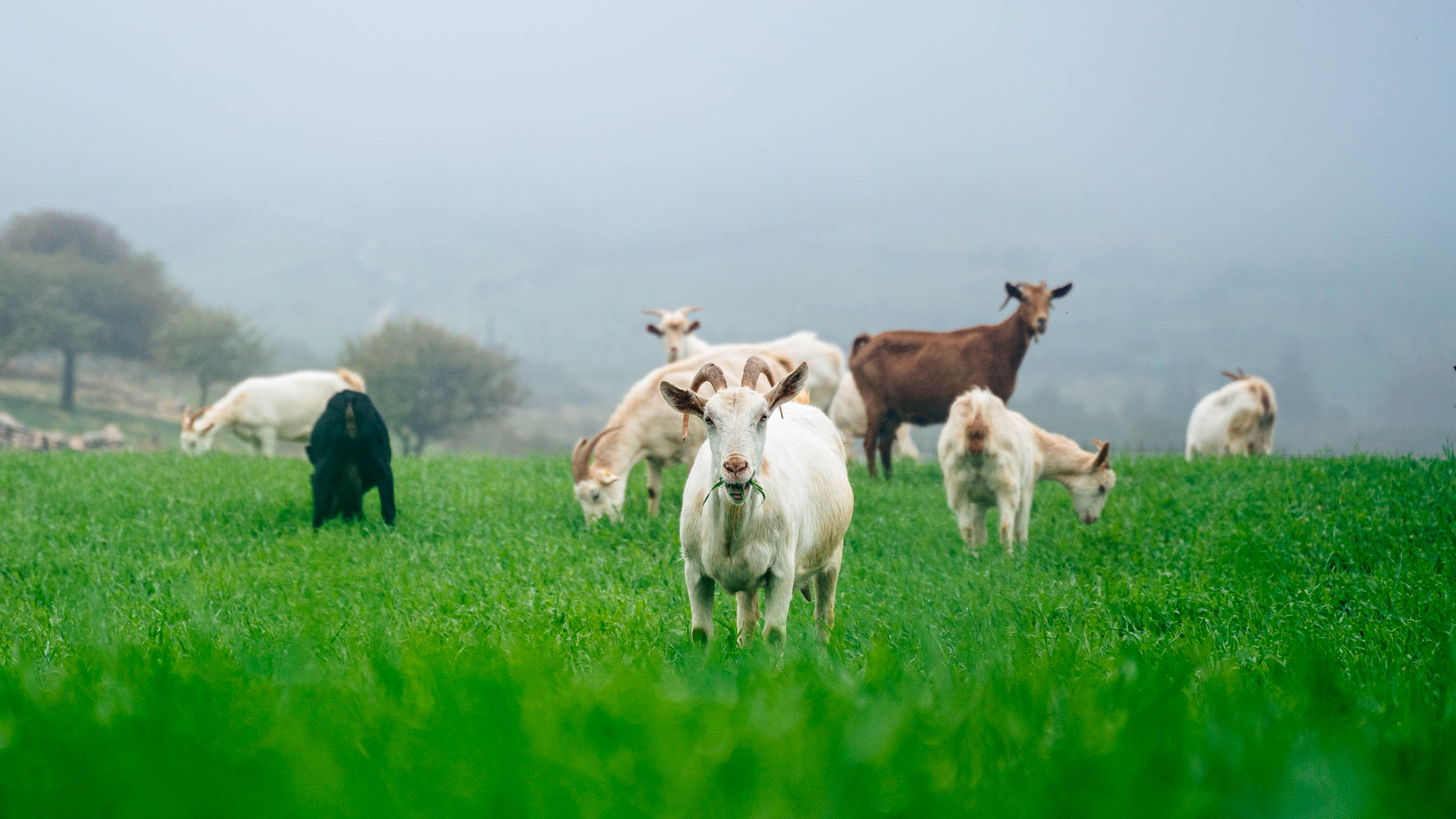 Νέα καινοτόμα πρότυπα βιωσιμότητας στη γαλακτοπαραγωγή – Η ΔΕΛΤΑ αξιολογεί ήδη το 35% του γάλακτός της βάσει ανθρακικού αποτυπώματος-2
