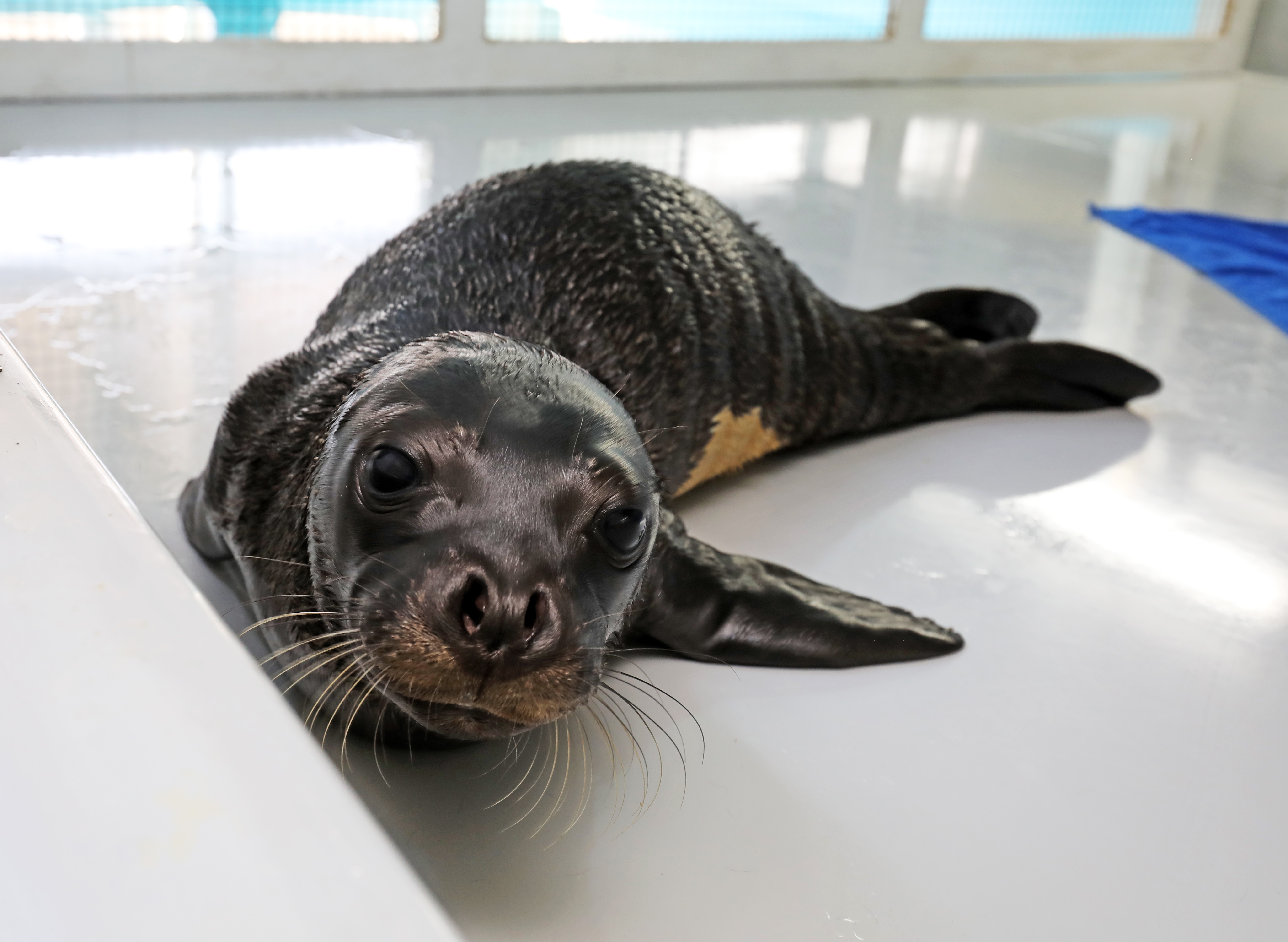 Ορφανά ζωάκια σε ανθρώπινες αγκαλιές-2