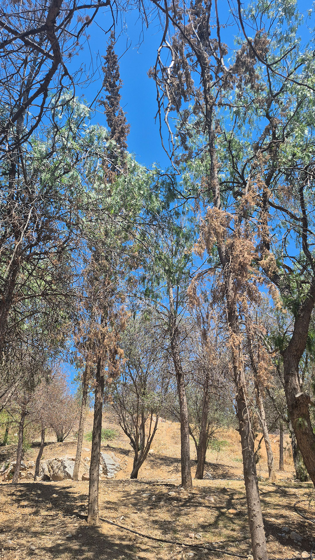 Ανησυχία για τα νεκρά δέντρα στου Φιλοπάππου-2