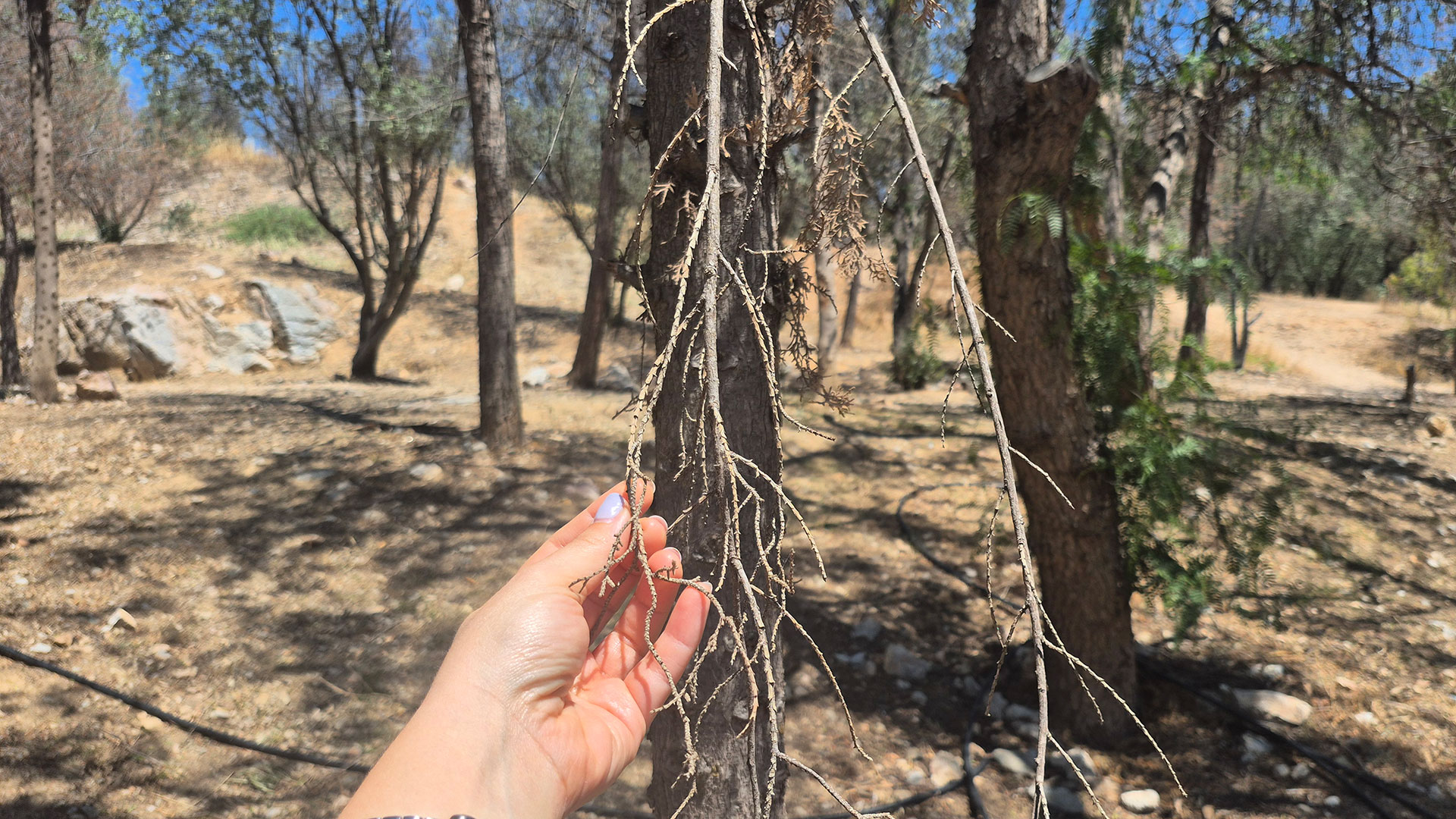 Ανησυχία για τα νεκρά δέντρα στου Φιλοπάππου-1