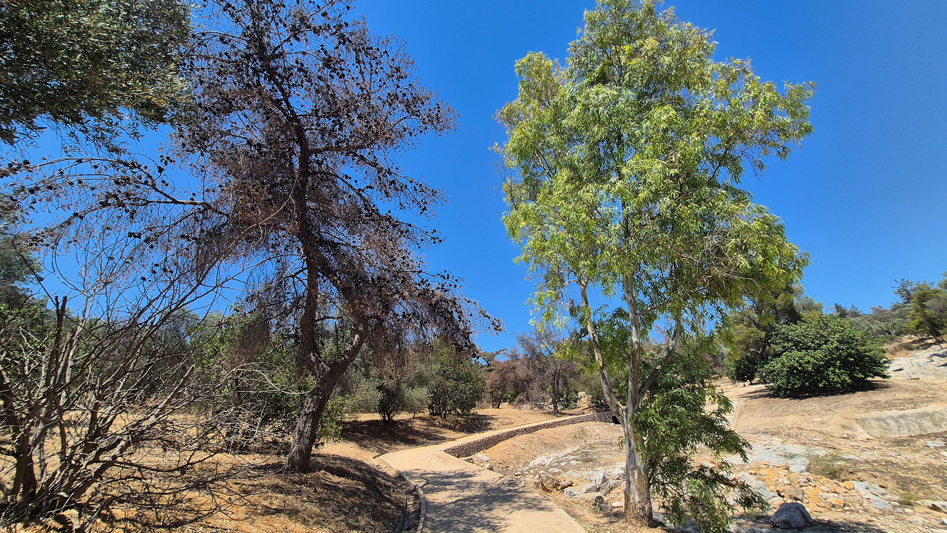 Ανησυχία για τα νεκρά δέντρα στου Φιλοπάππου-3