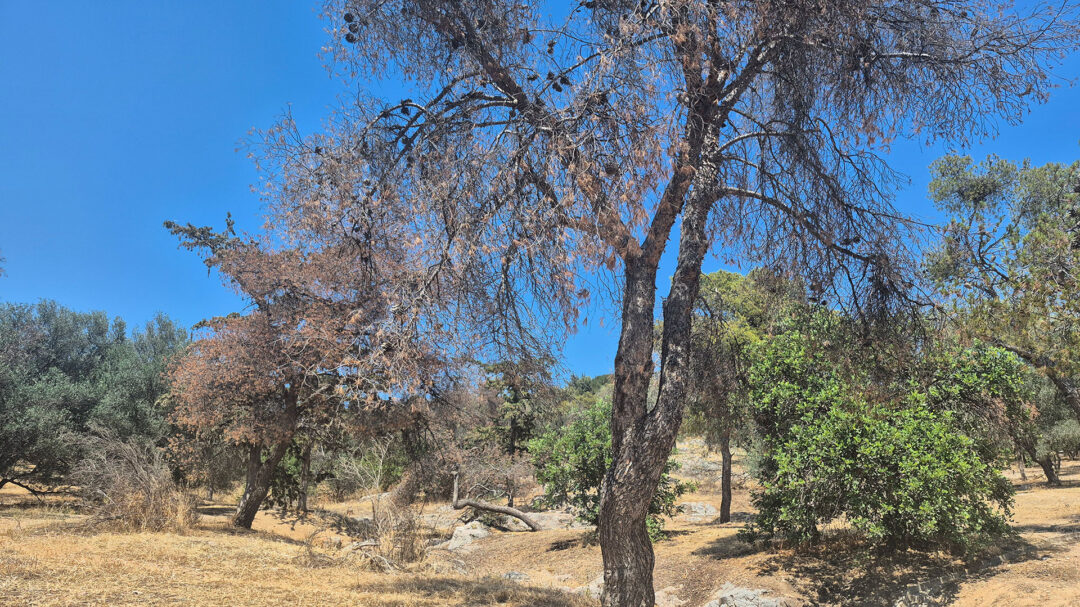 ανησυχία-για-τα-νεκρά-δέντρα-στου-φιλο-563649472