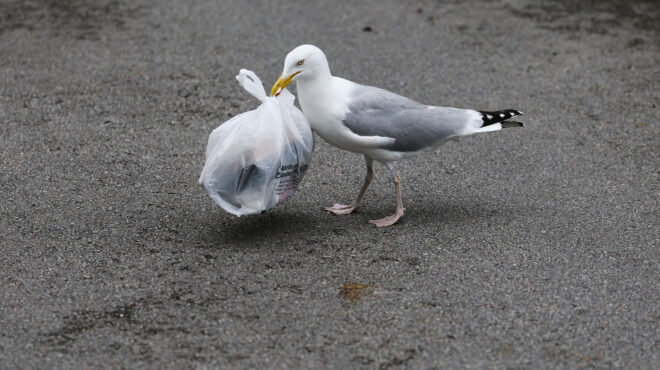 χαβάη-το-91-των-πλαστικών-απορριμμάτων-563652241